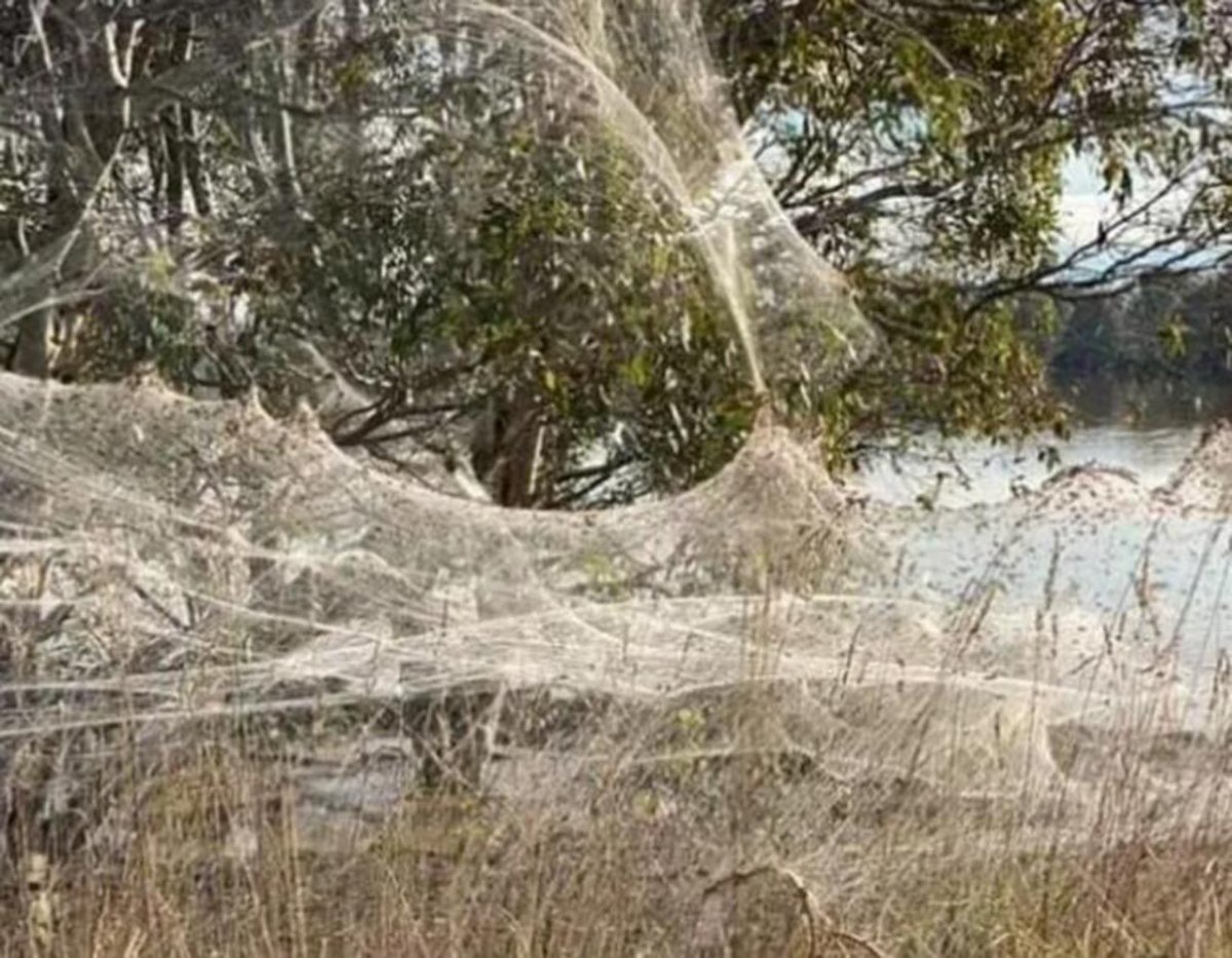 Сезон пауков в Австралии Жомв