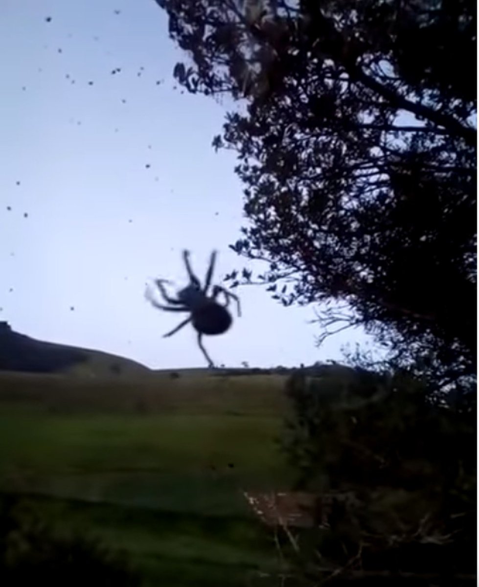 Паук Серебрянка паутина