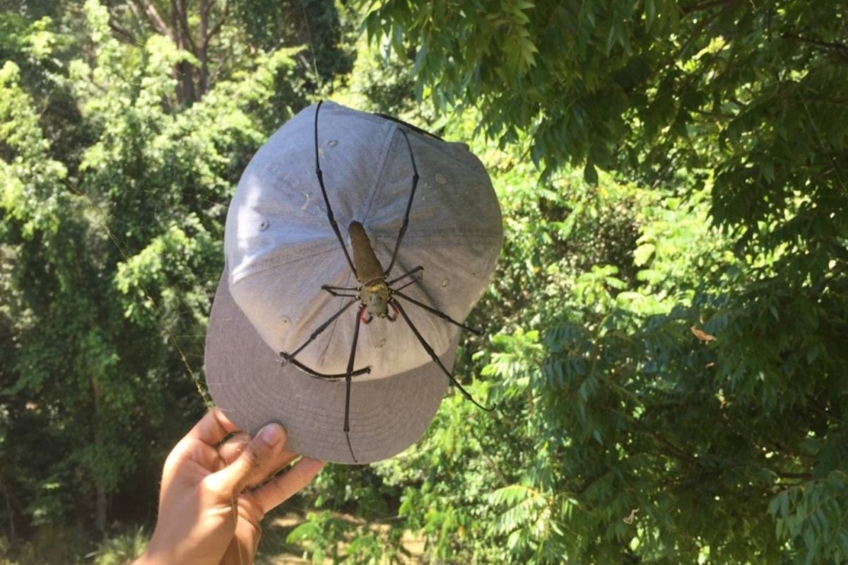 Паучий сезон в Австралии