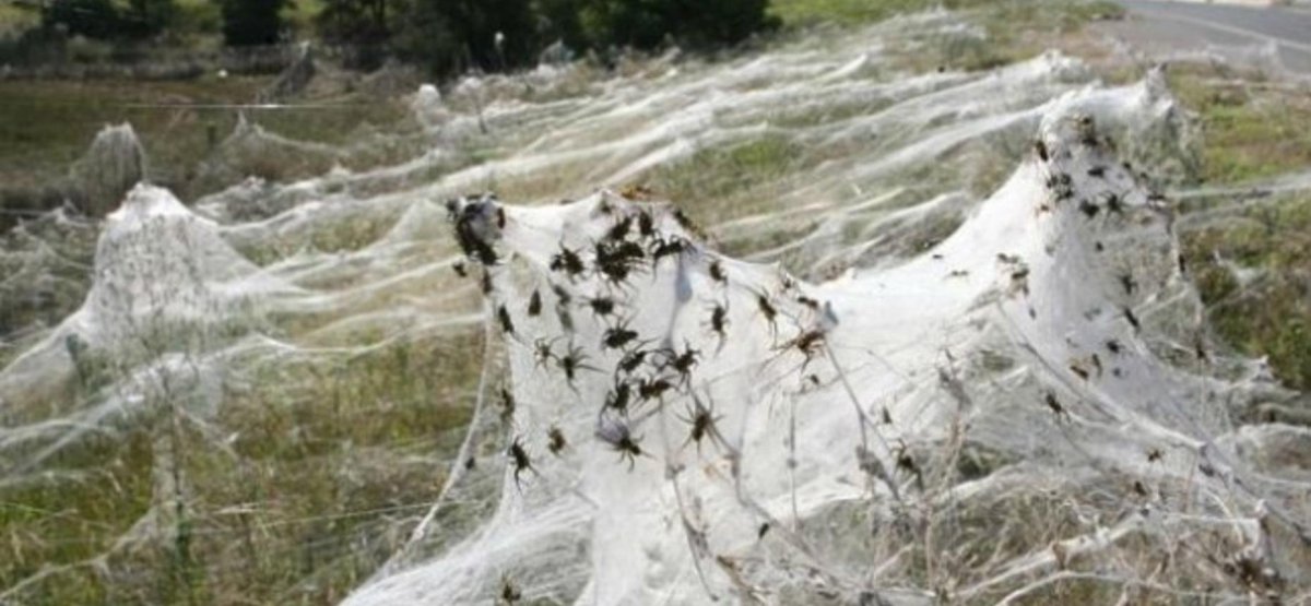 Пауки в Австралии паутина