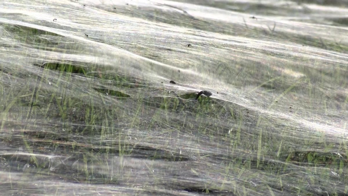 Сезон пауков в Австралии 2020