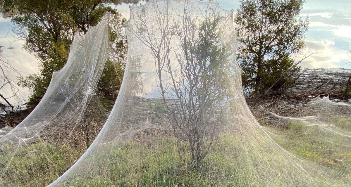 Дорога в Австралии в паутине