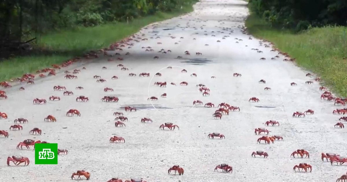 Австралия пауки Нашествие 2021