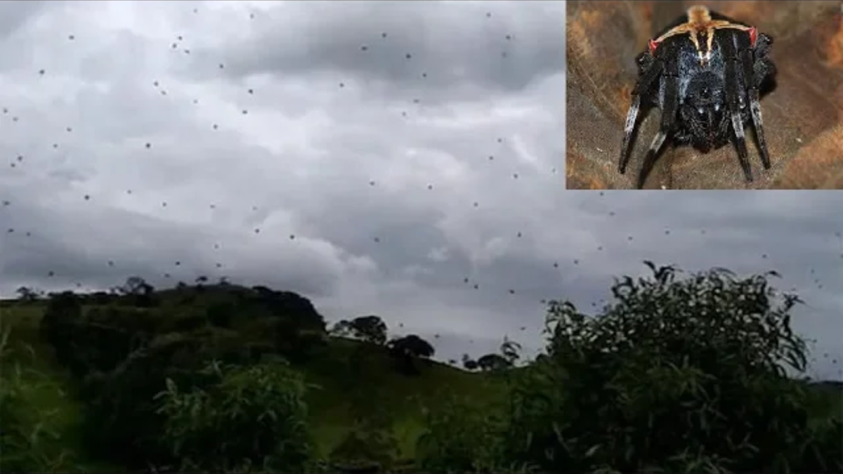 Пауки наводнение