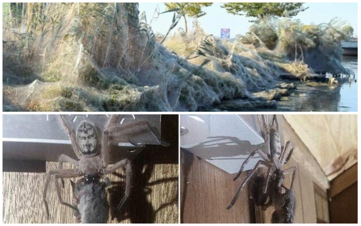 Нашествие пауков в Австралии