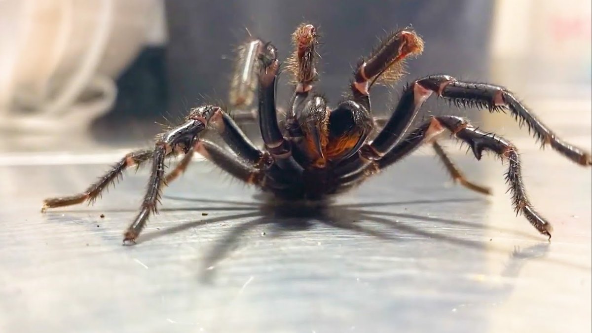 Дождь из пауков в Австралии 2007