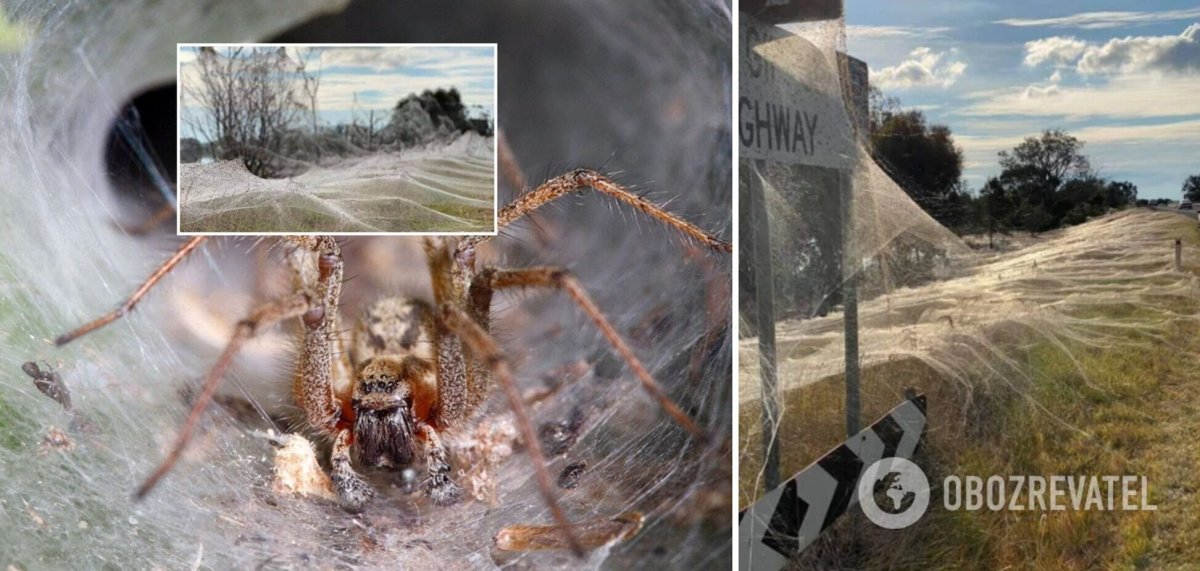 Бразилия пауки с неба