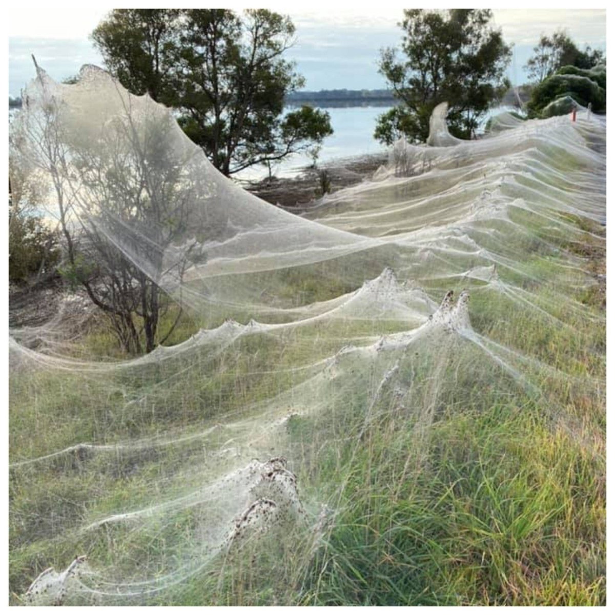 Австралия пауки Нашествие 2021