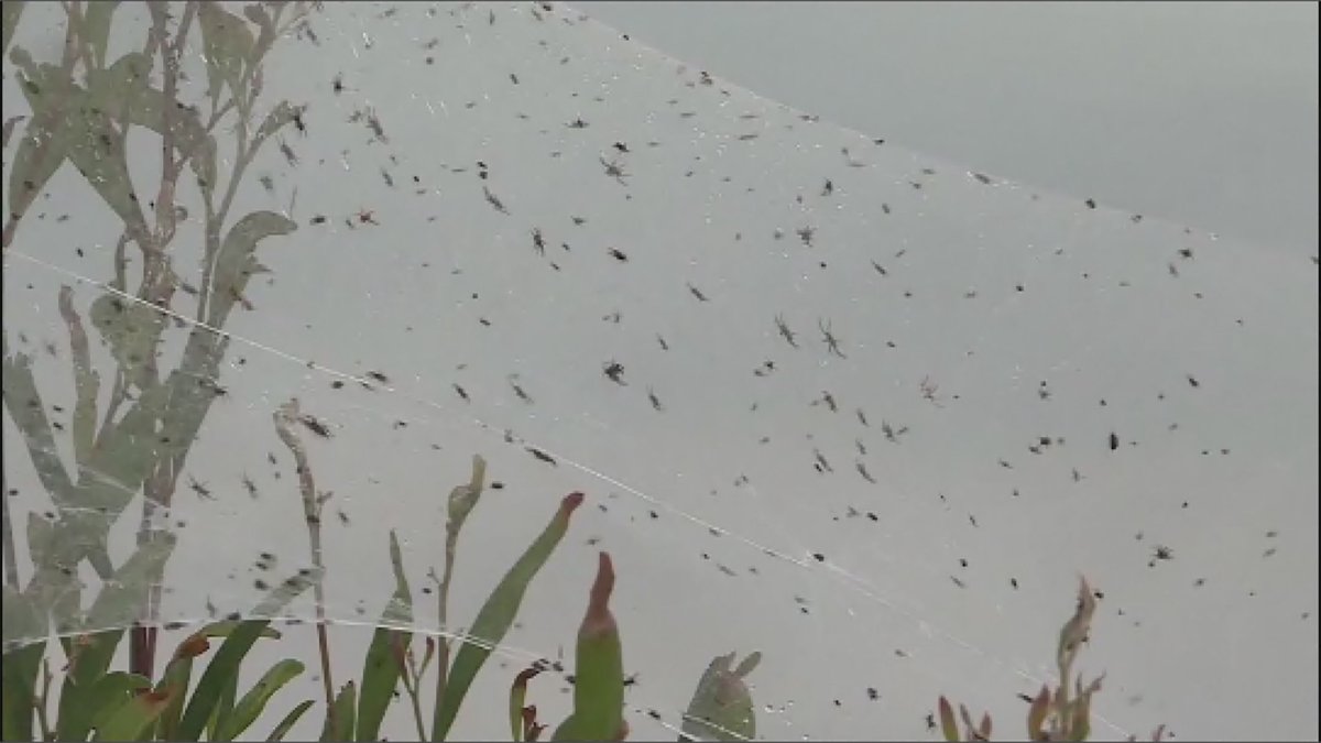 Нашествие пауков в Австралии