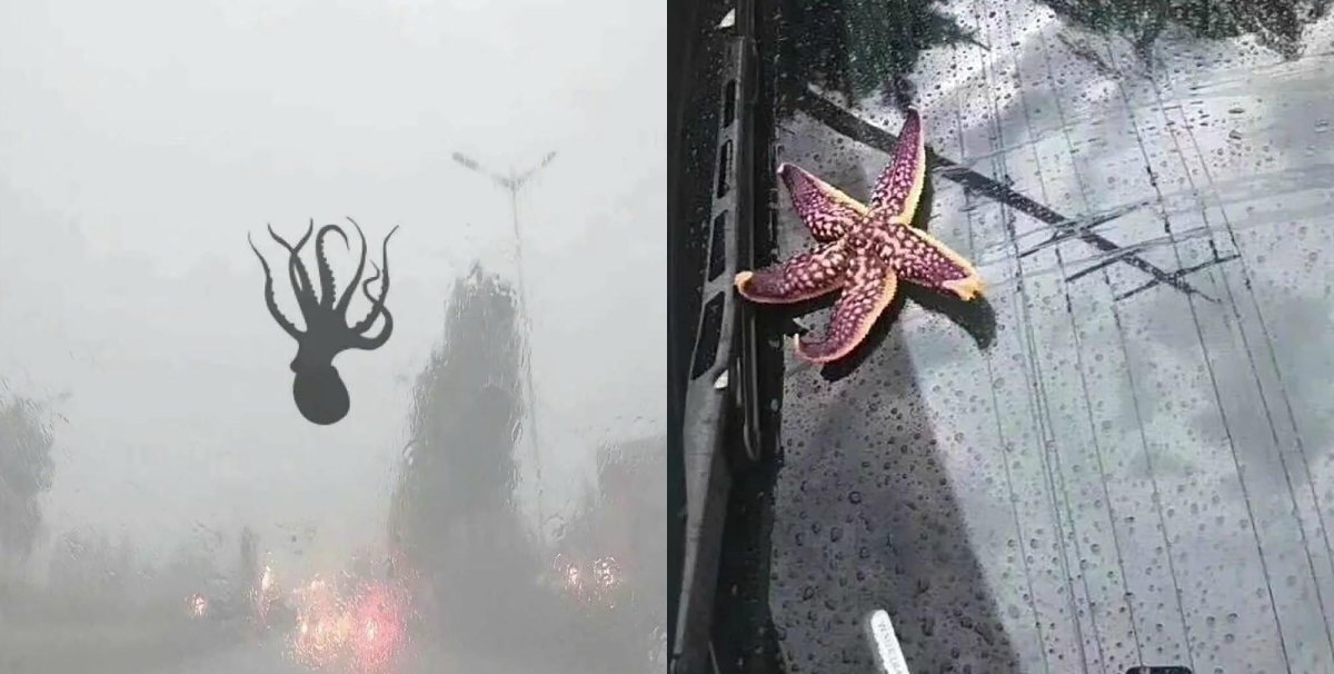 Миграция пауков в Австралии