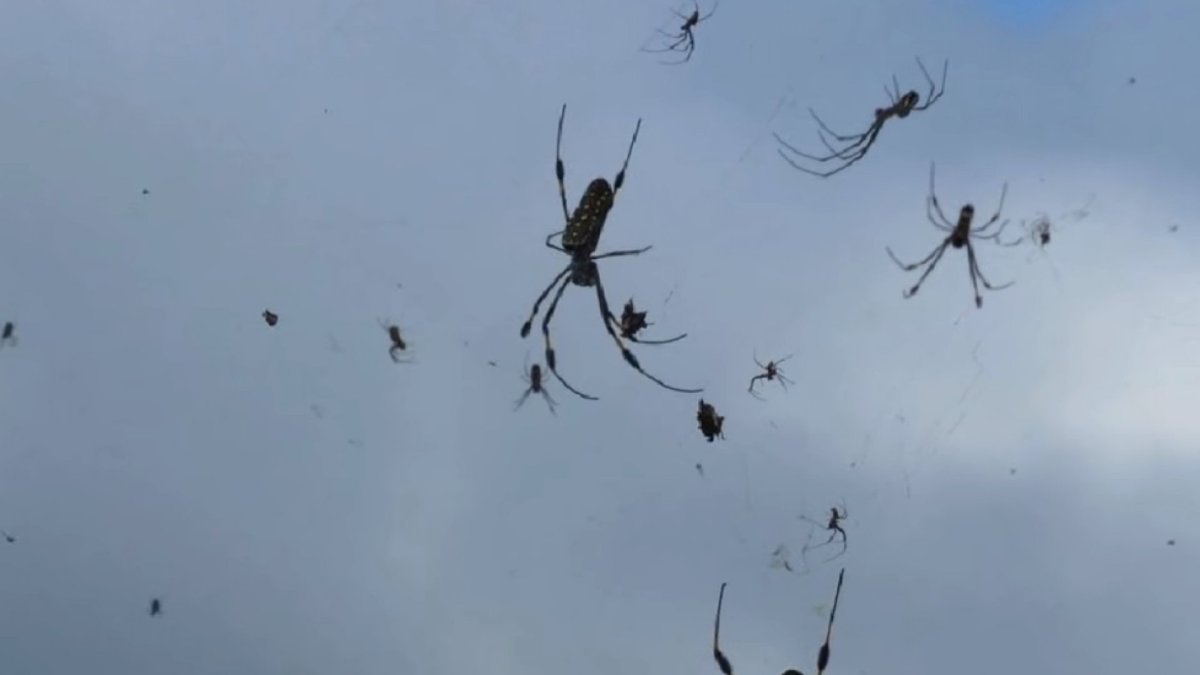 Пауки тетрагнатиды в Греции