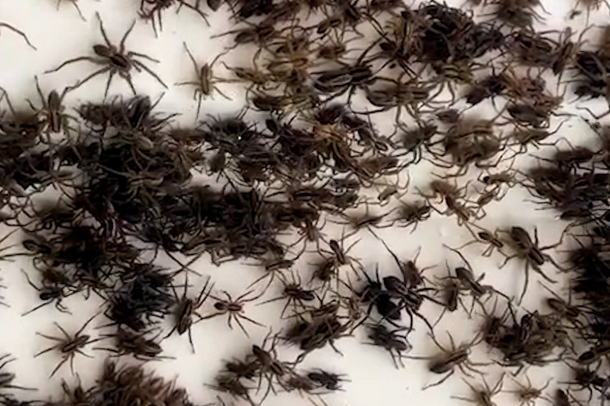 Нашествие пауков в Австралии 2021