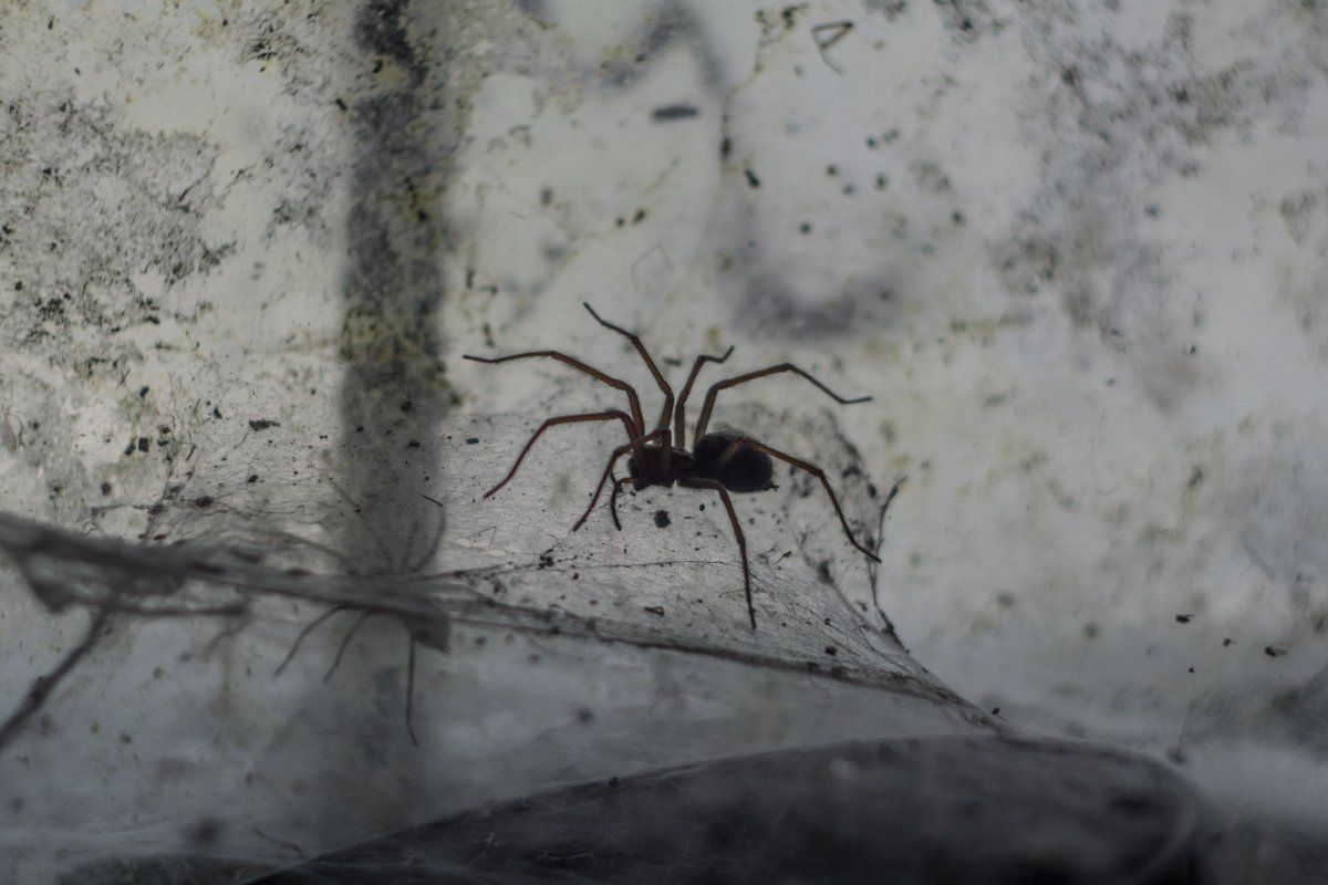 Дождь из пауков в Австралии