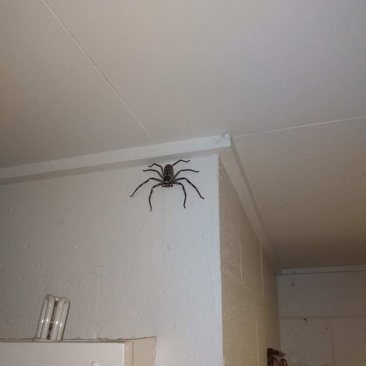 Паучий сезон в Австралии