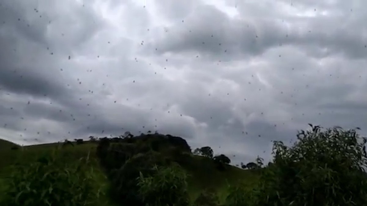 Дождь из пауков в Аргентине 2007