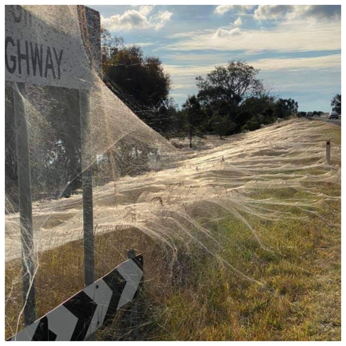 Паучий лес в Австралии