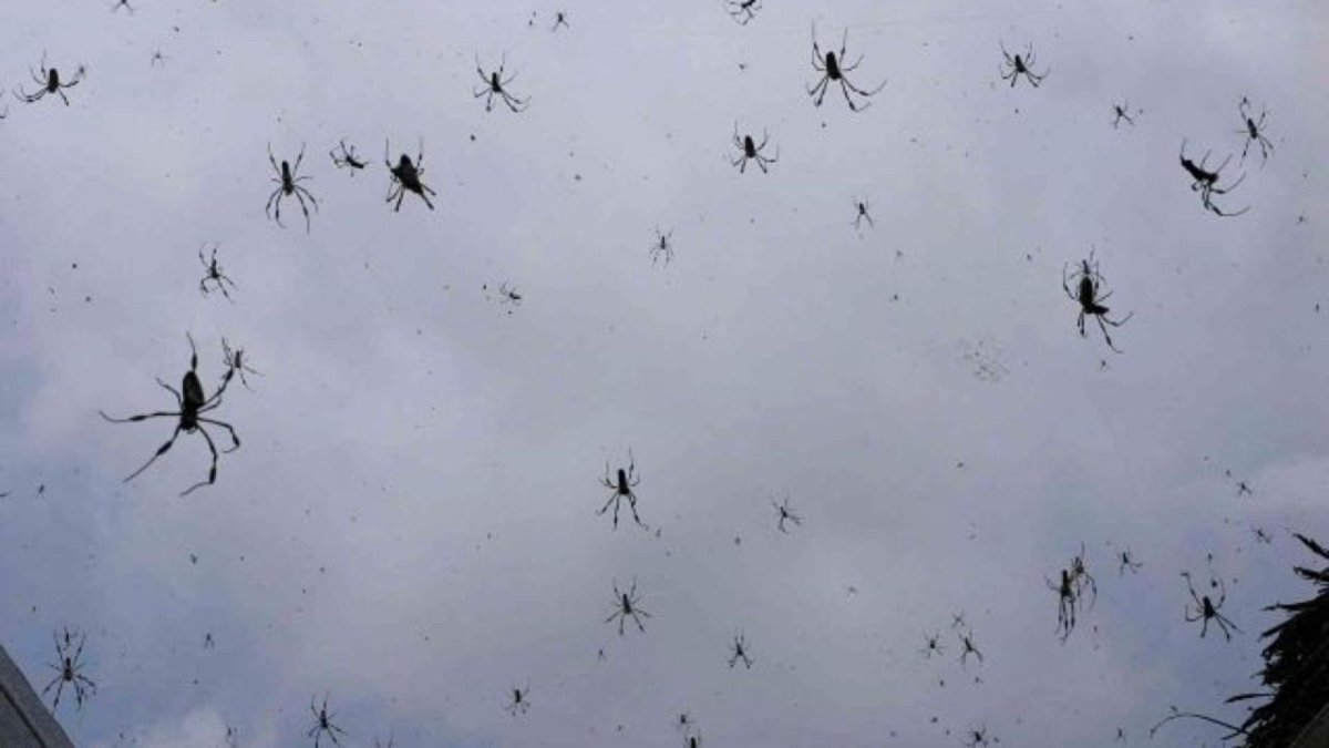 Дождь из лягушек