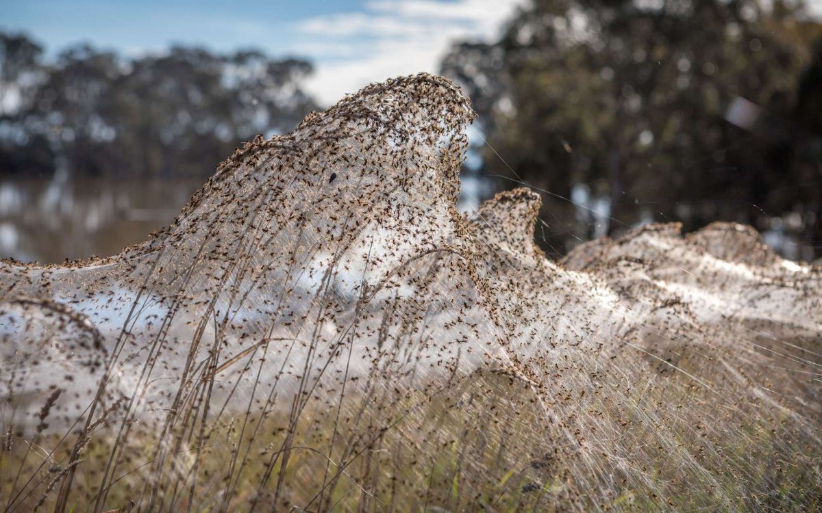 Нашествие пауков в Австралии 2021