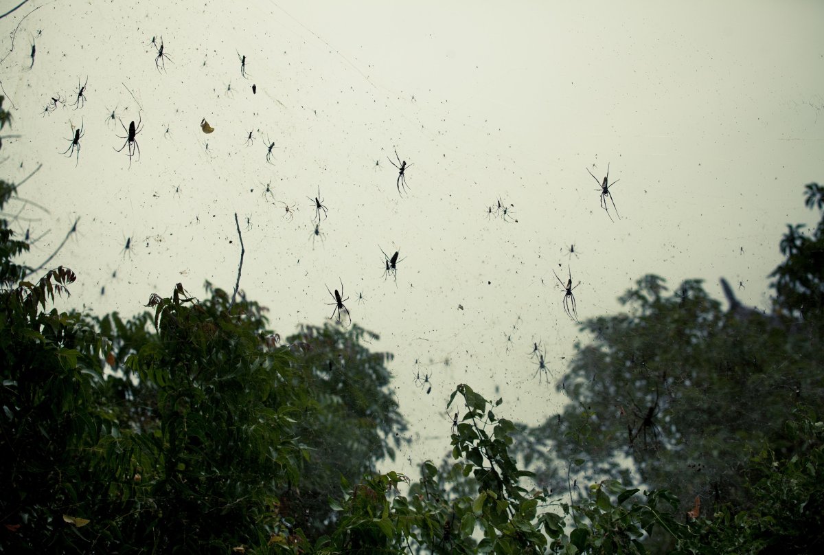 Дождь из пауков в Австралии