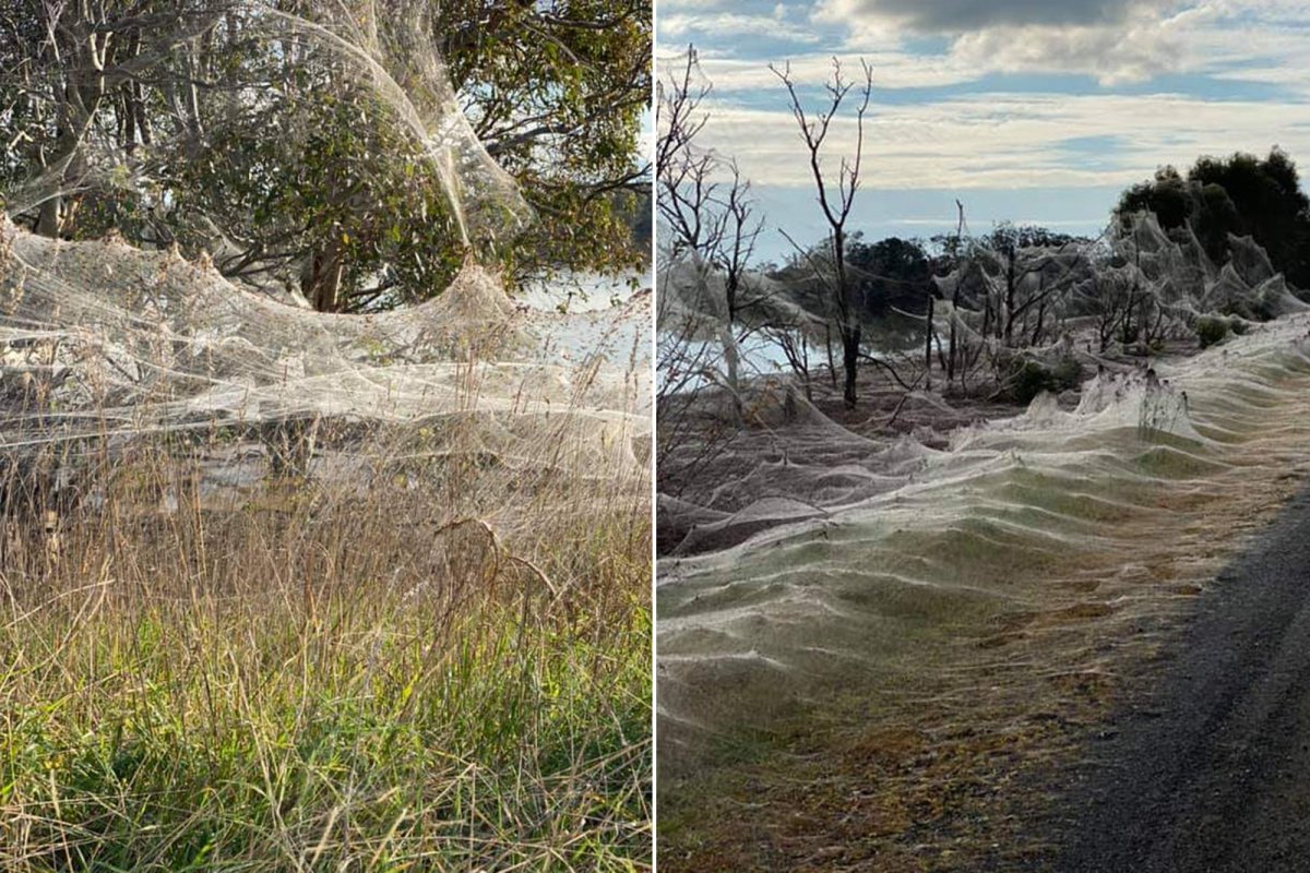 Сезон пауков в Австралии в комнате