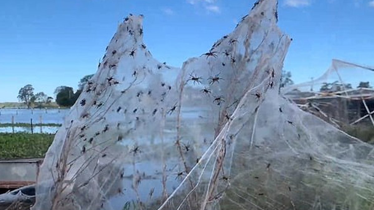 Летающие пауки в Австралии