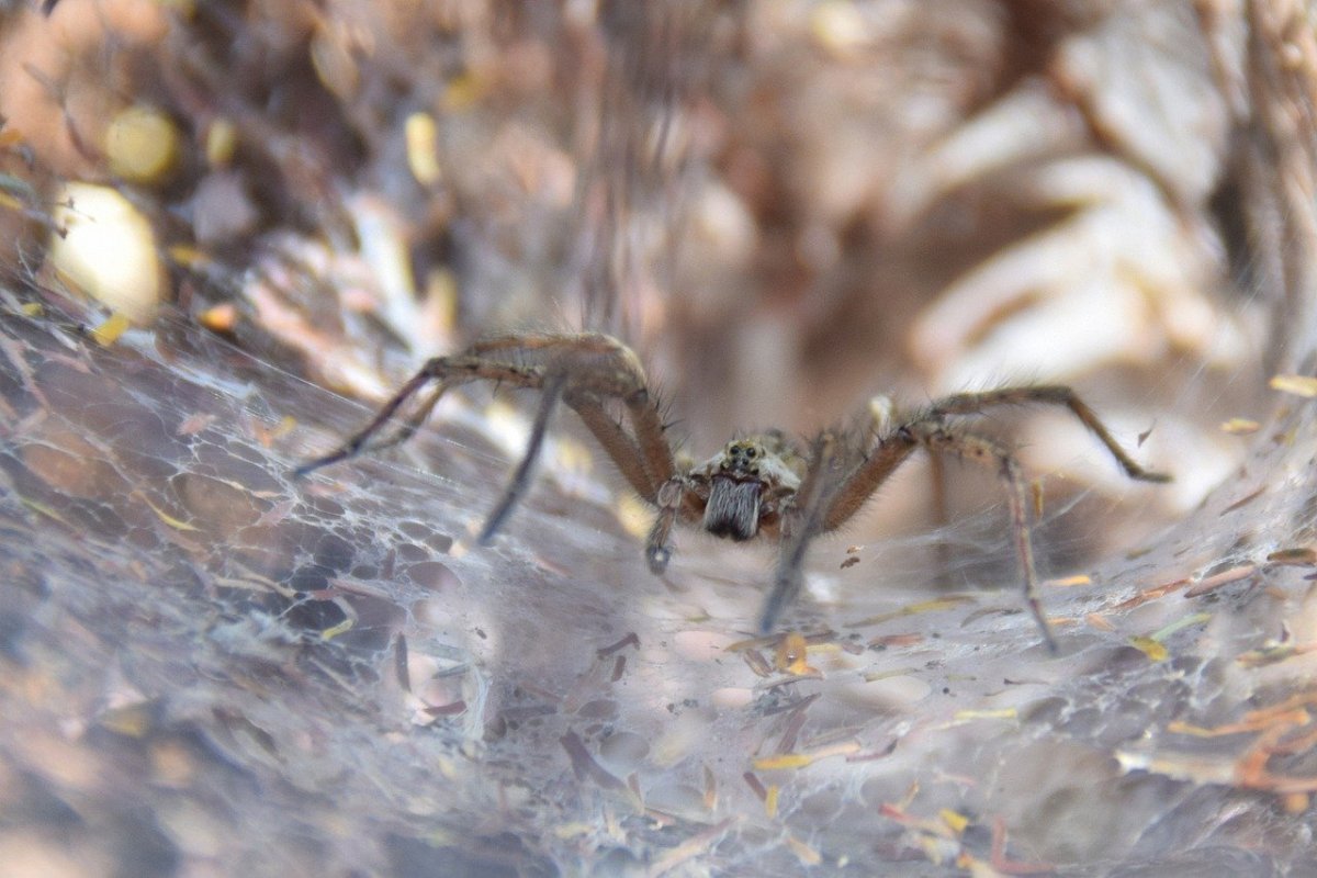 Самый большой паук в Австралии