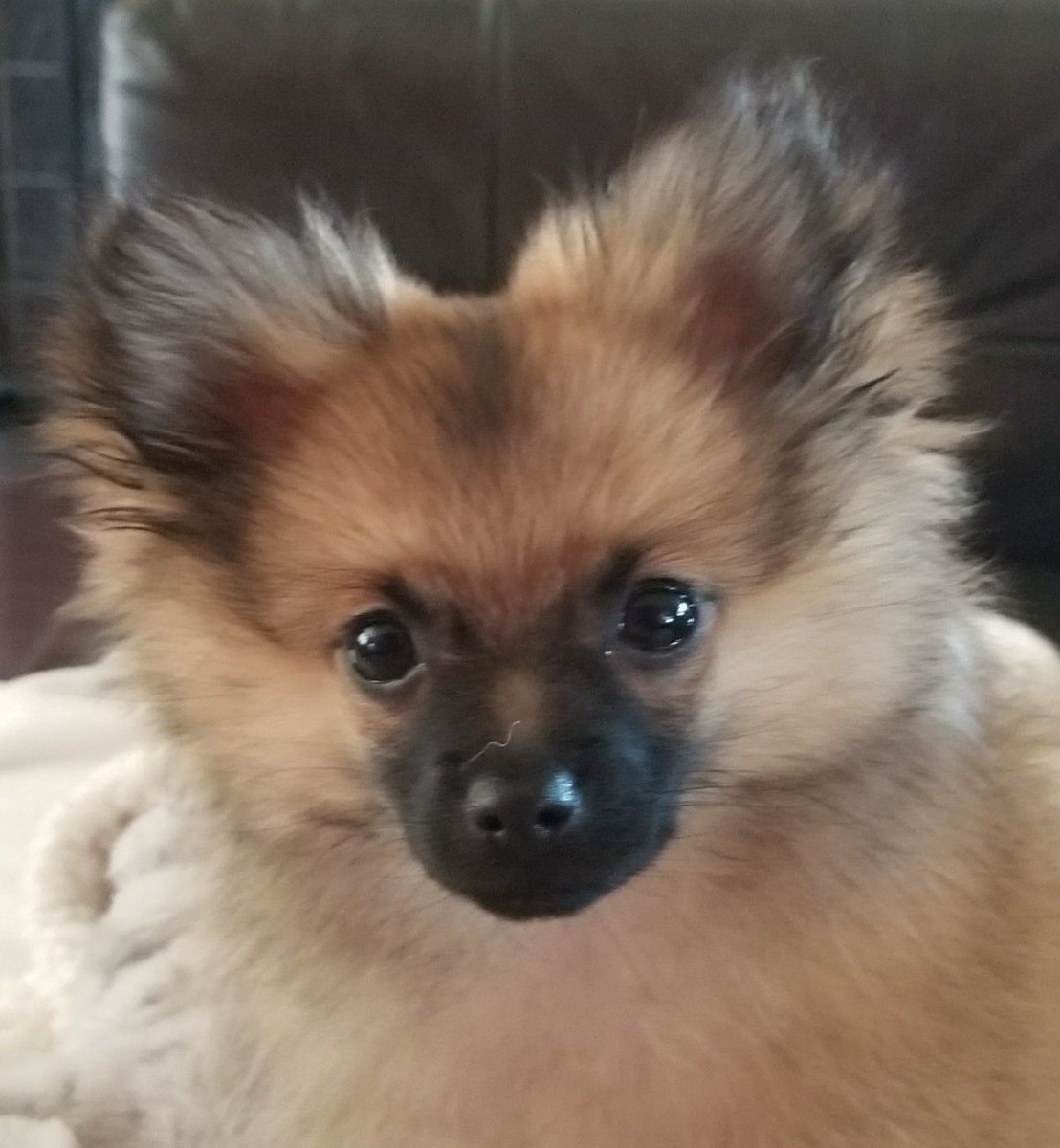 Помчи Мерль