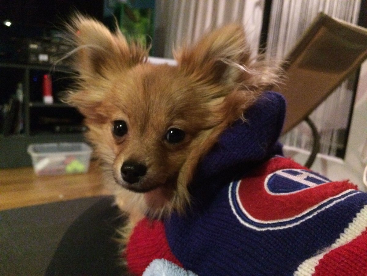 Как выглядит Поморская собака