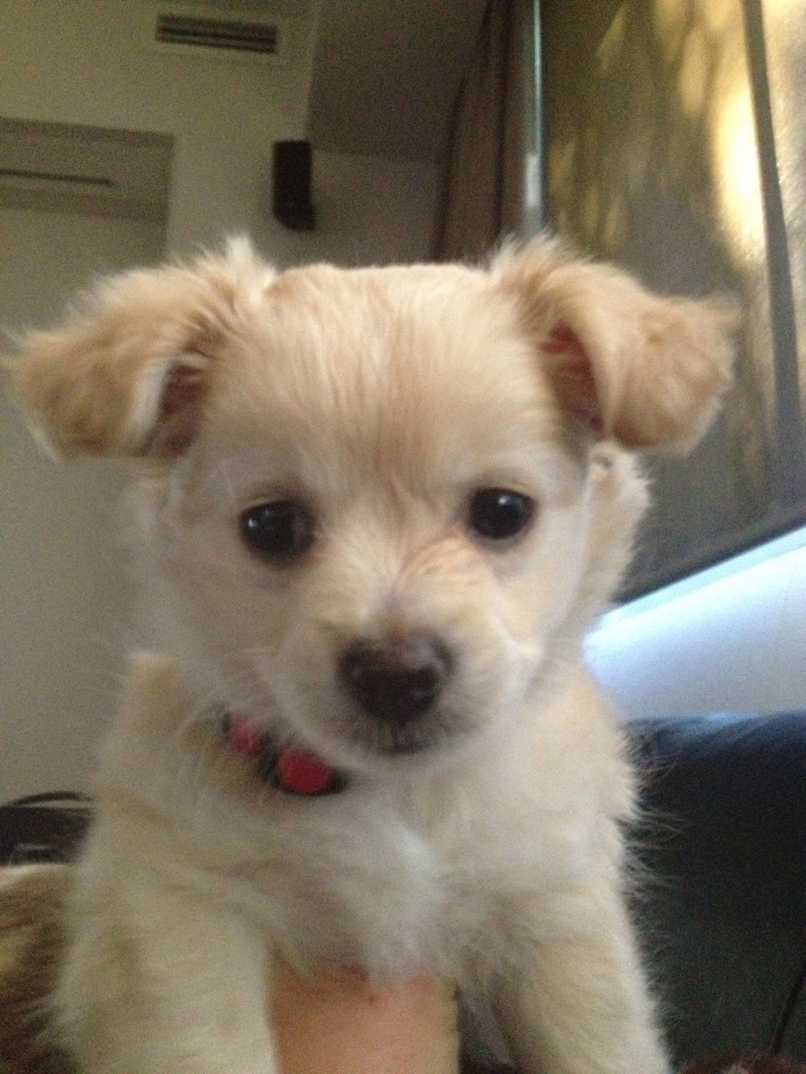 Щенки помчи