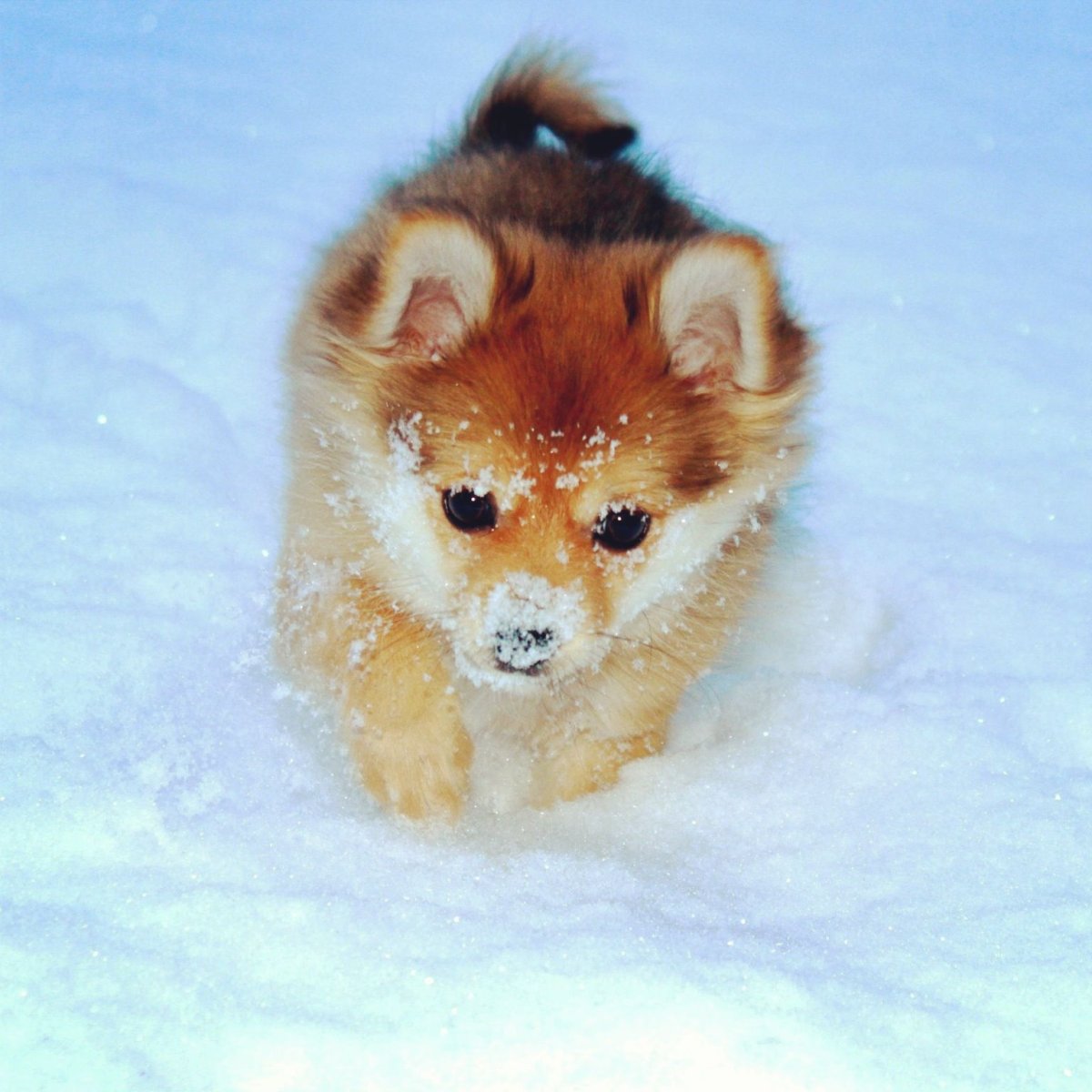 Помчи гладкошерстная