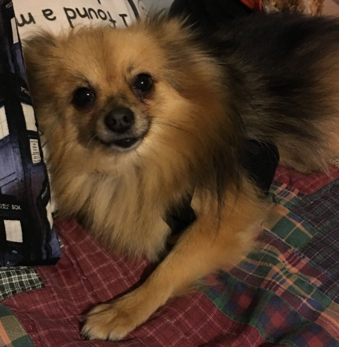 Померанский чихуахуа