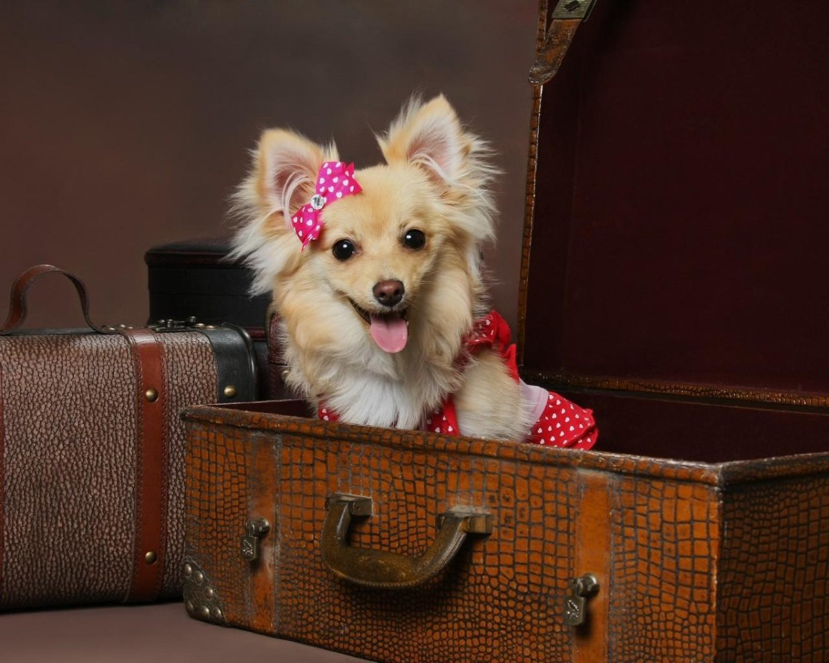 Короткошерстный помчи