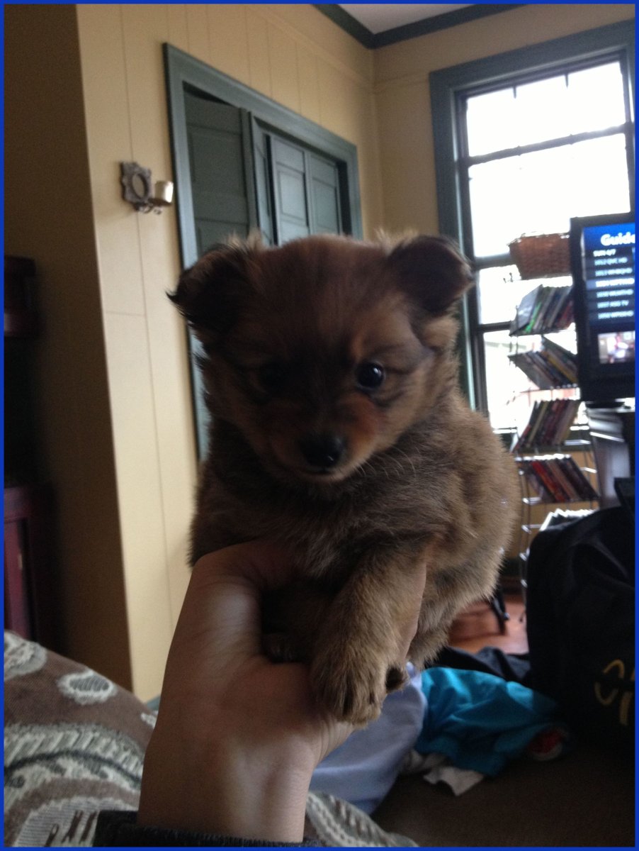 Мальтийский шпиц