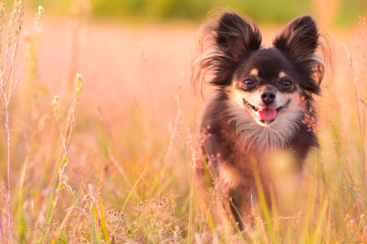 Метис Йорка и шпица черный