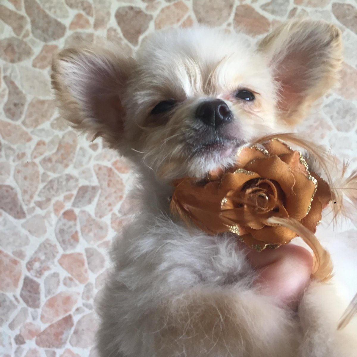 Новорожденные щенки помчи