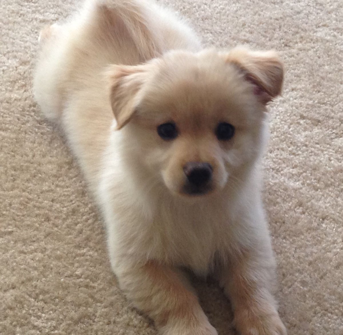 Помчи белый