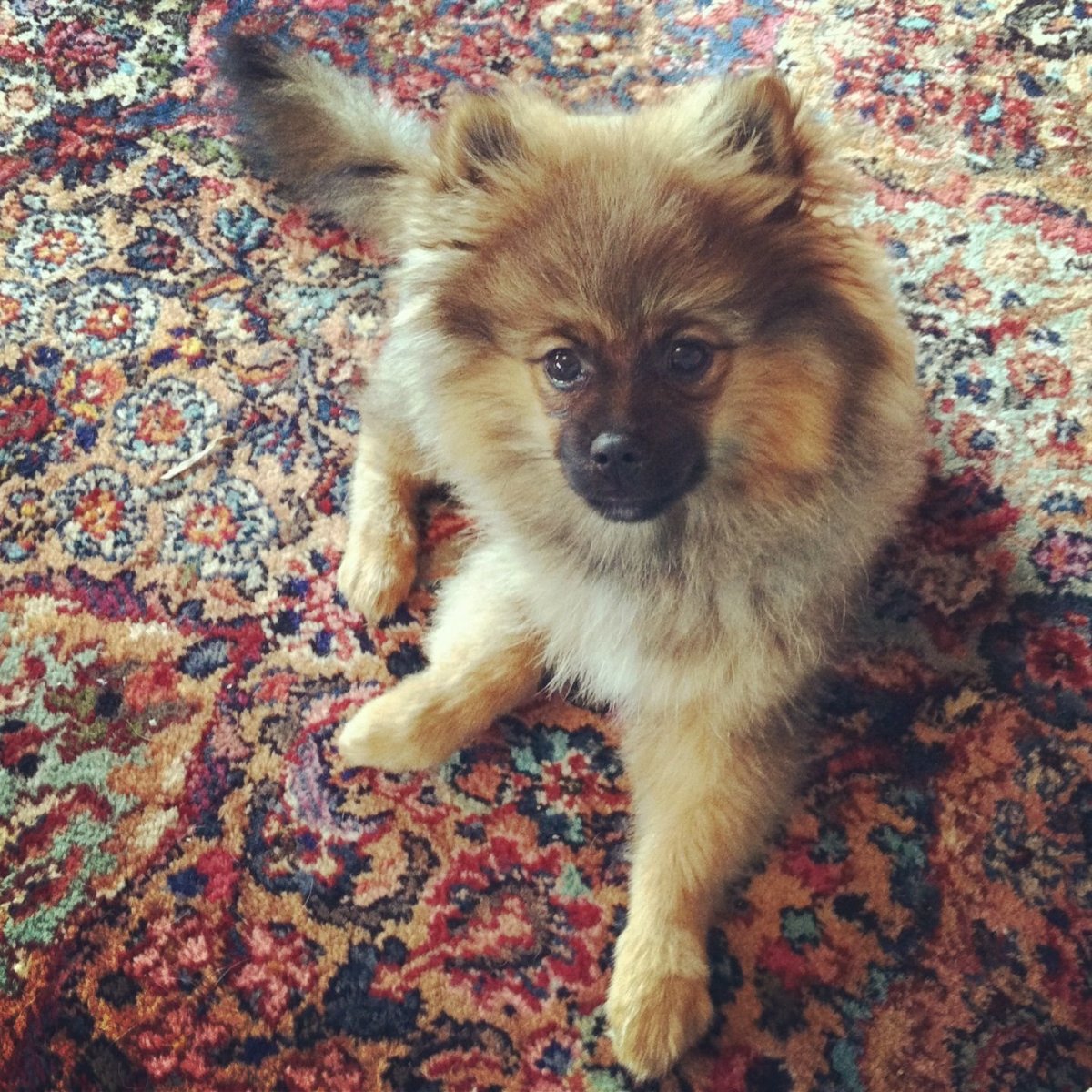 Померанский шпиц щенок элита