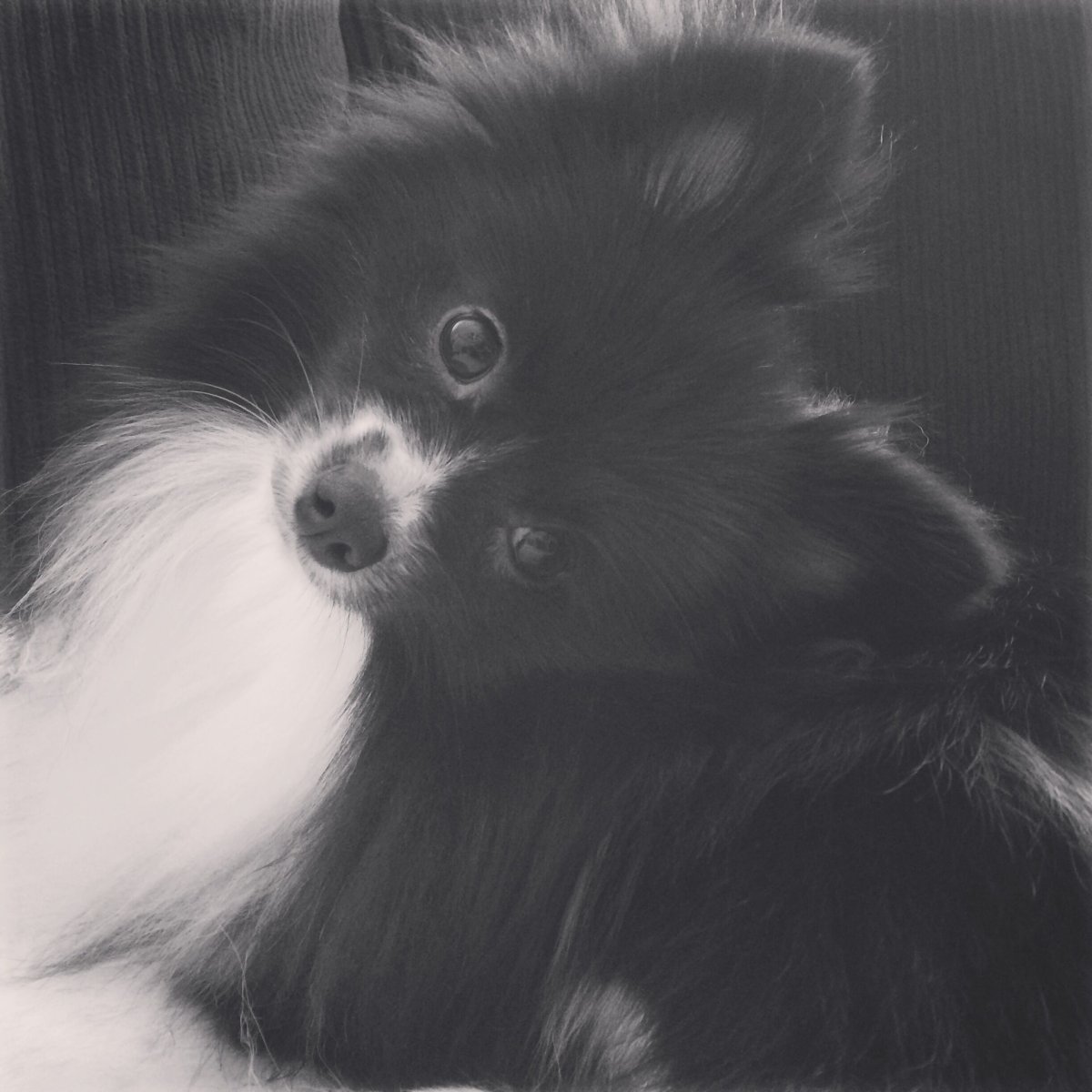 Померанский шпиц Беленький спит