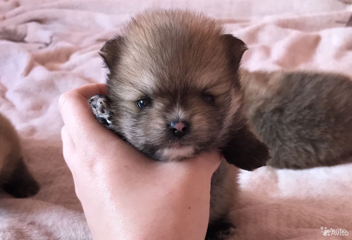 Чихуахуа собачка длинношерстная