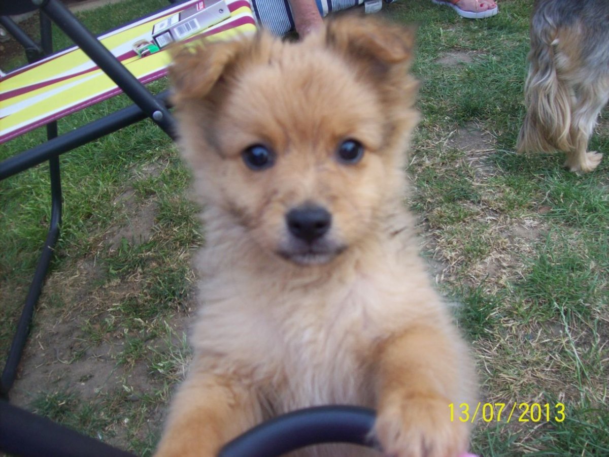 Помчи щеночки миниатюра