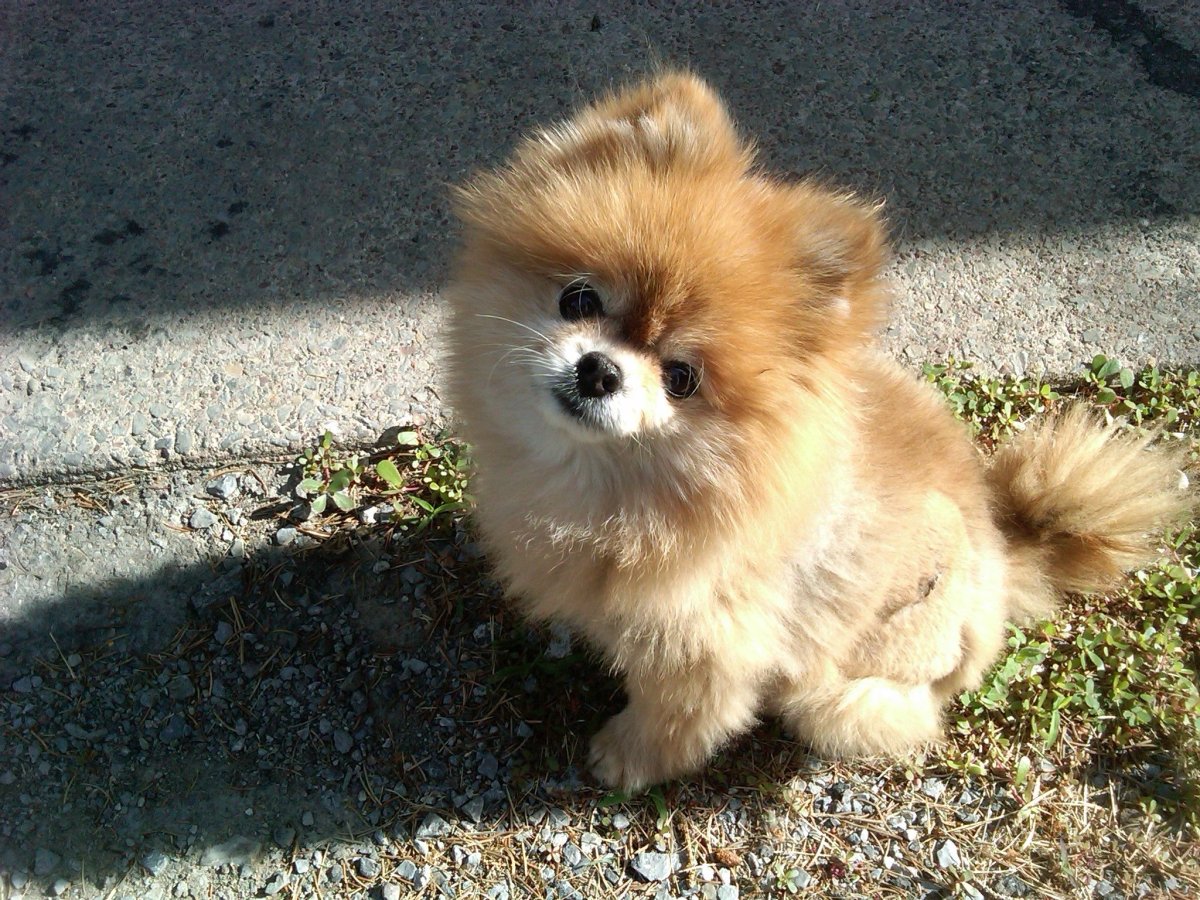 Собачки помчи