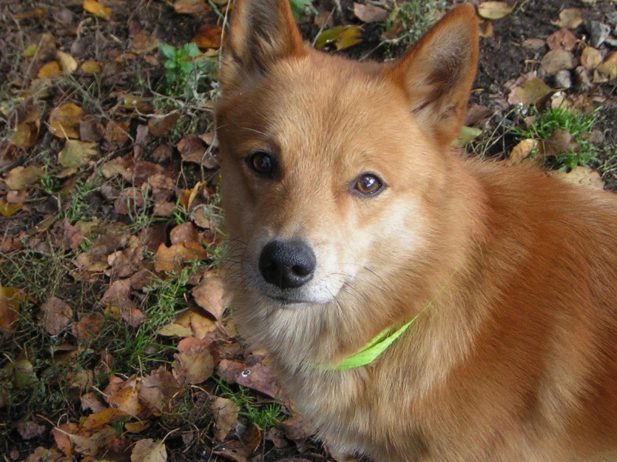 Шпиц облаивает