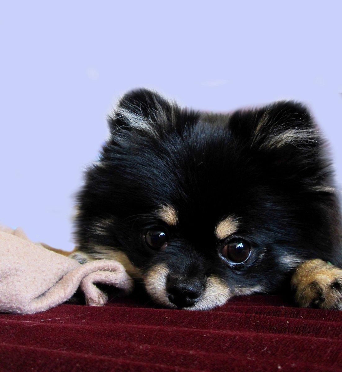 Помчи гладкошерстный фото