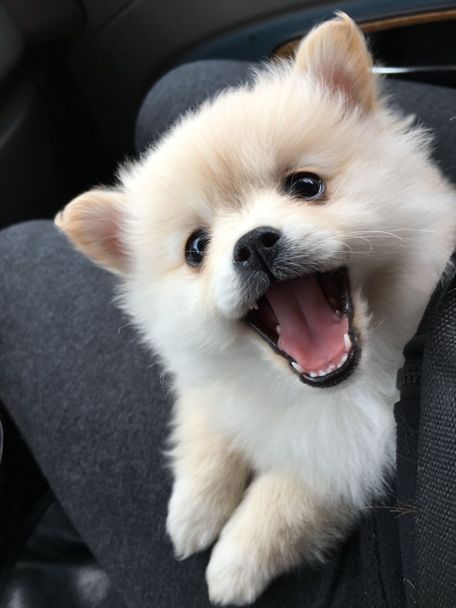 Собака в сидящем положении помчи