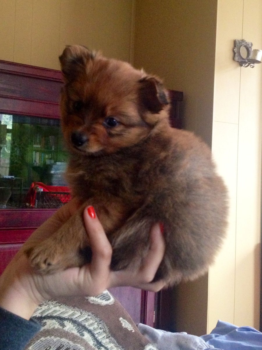 Стрижка помчи