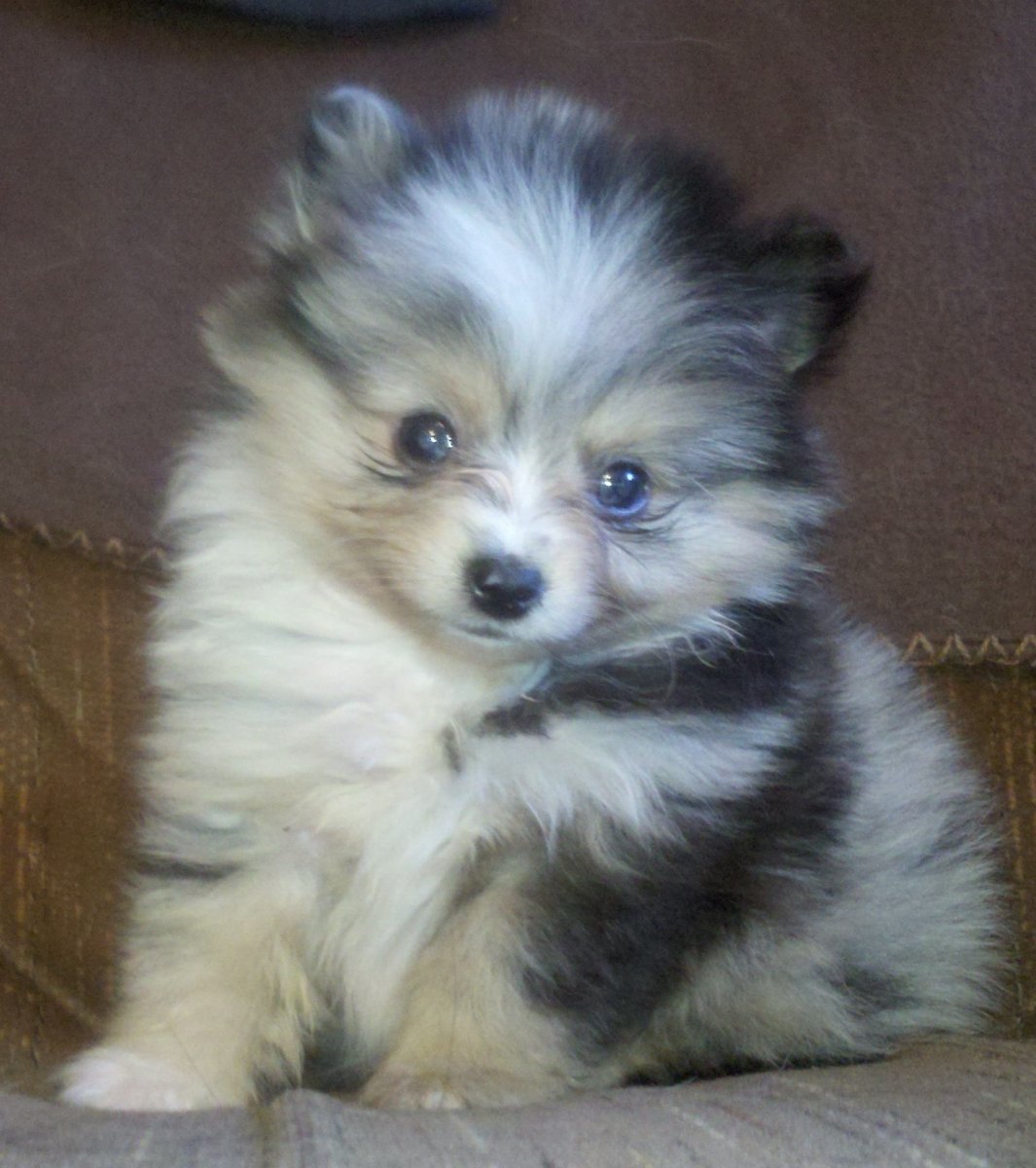 Pomeranian Yorkie Mix