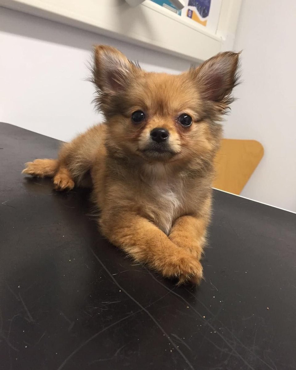 Померанский Лисий шпиц