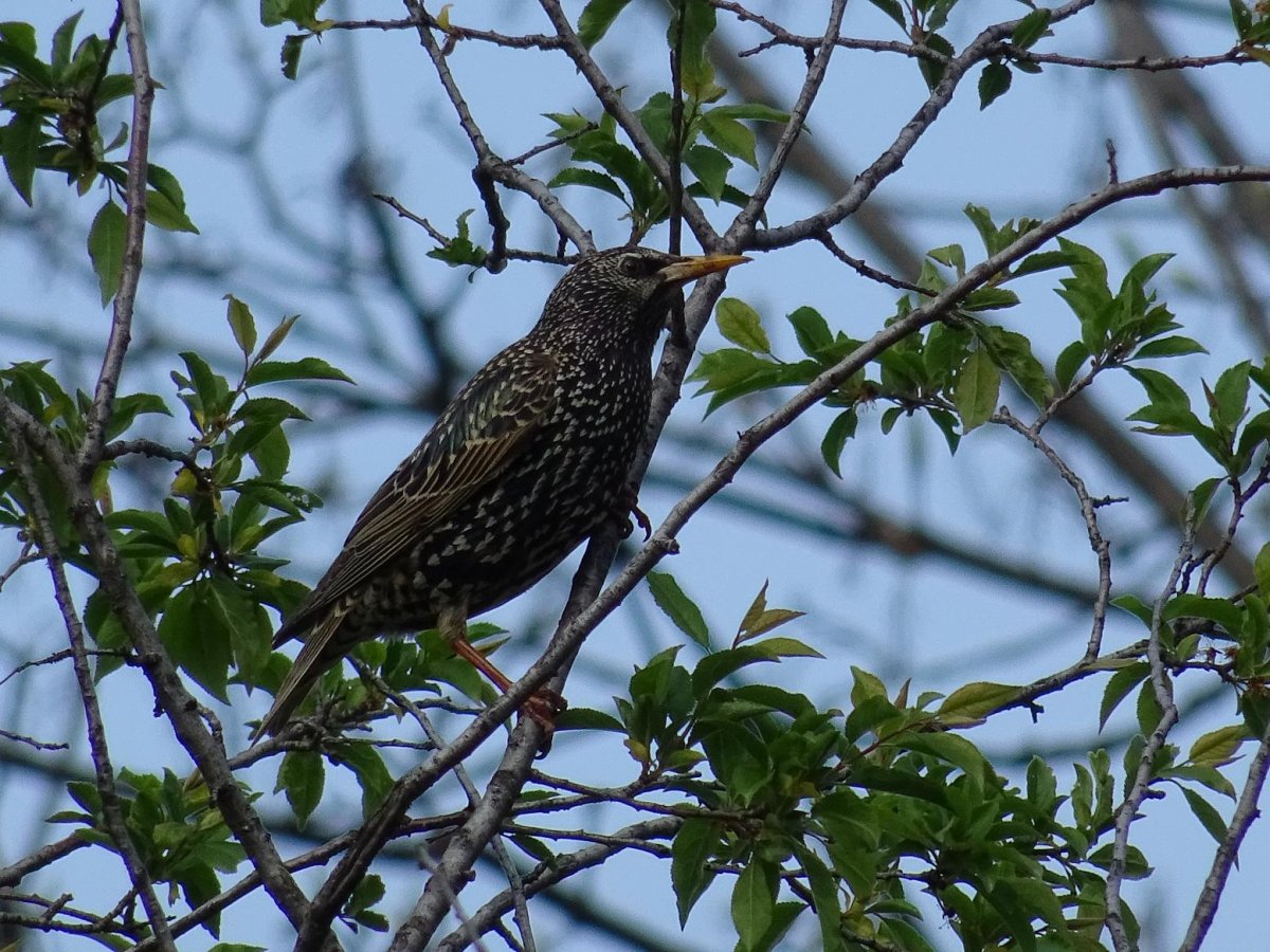 Клюв скворца