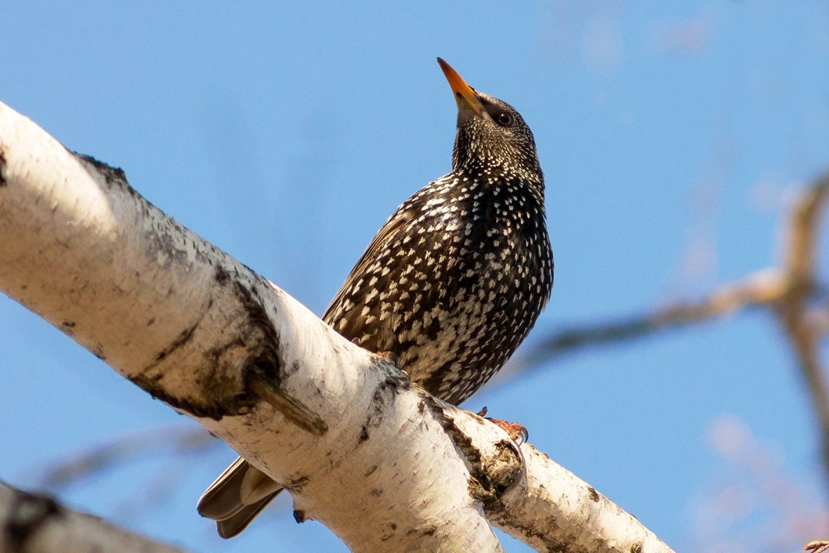 Обыкновенный скворец