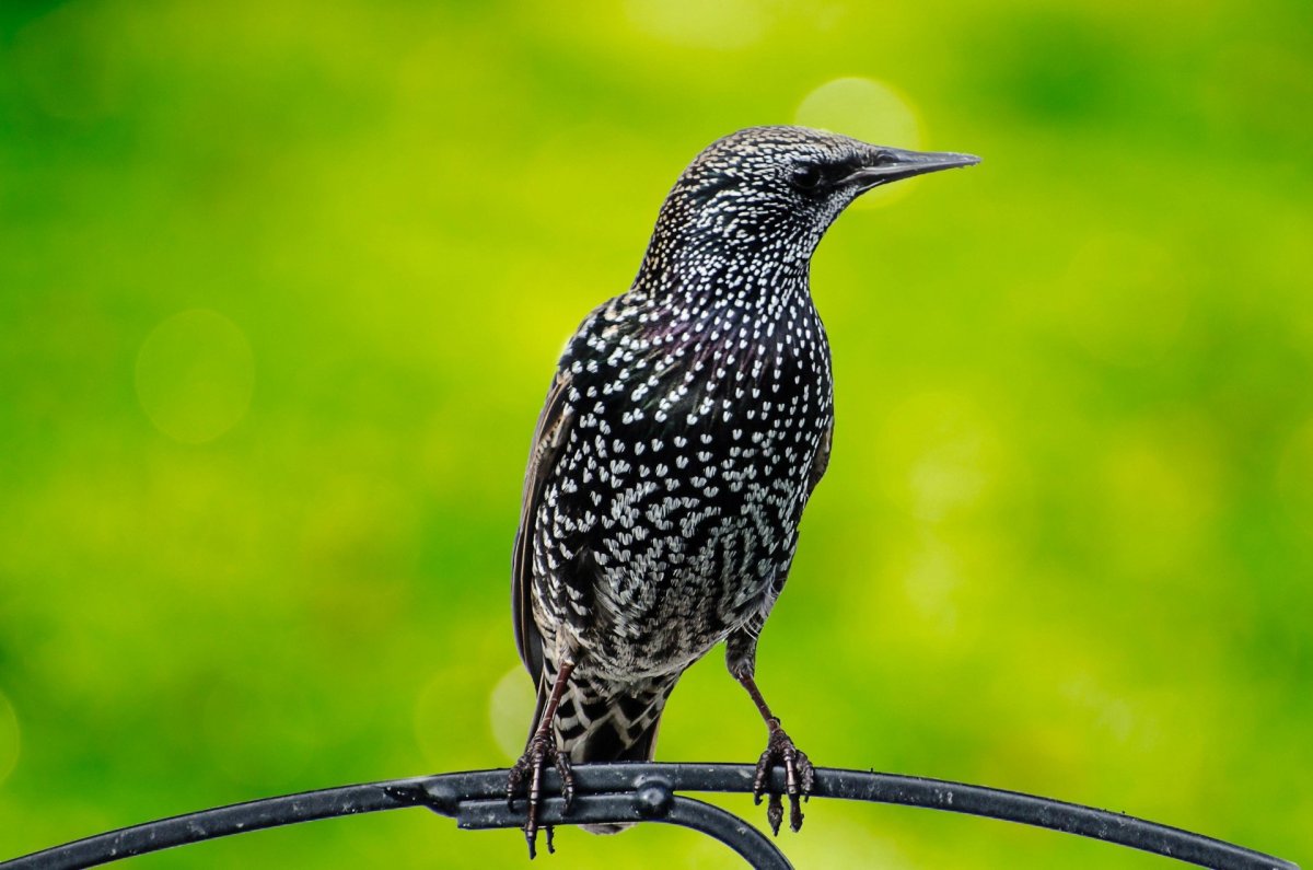 Раротонгский скворец